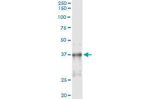 Immunoprecipitation of NKX2-5 transfected lysate using anti-NKX2-5 monoclonal antibody and Protein A Magnetic Bead , and immunoblotted with NKX2-5 MaxPab rabbit polyclonal antibody.