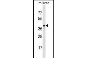 Western blot analysis in mouse liver tissue lysates (35ug/lane). (SEC14L2 anticorps  (N-Term))