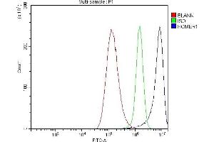 Flow Cytometry analysis of A549 cells using anti-HOMER1 antibody (ABIN7599982). (HOMER1 anticorps  (AA 135-354))