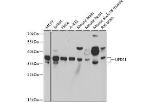 Western blot analysis of extracts of various cell lines, using UFD1L antibody (ABIN6128890, ABIN6149889, ABIN6149890 and ABIN6222526) at 1:1000 dilution. (UFD1L anticorps  (AA 1-307))