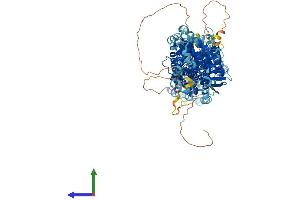 AlphaFold protein structure predicition of Human Recombinant SLC12A3 Protein, UniprotID P55017
