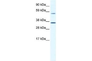 MESP2 antibody (20R-1126) used at 0.