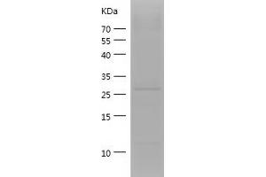 Western Blotting (WB) image for Apolipoprotein A-I (APOA1) (AA 25-267) protein (His tag) (ABIN7121863)