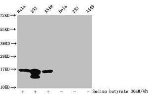 Western Blot Detected samples: Hela whole cell lysate, 293 whole cell lysate, A549 whole cell lysate, Untreated (-) or treated (+) with 30 mM sodium butyrate for 4h All lanes: HIST1H3A antibody at 1:100 Secondary Goat polyclonal to rabbit IgG at 1/50000 dilution Predicted band size: 16 kDa Observed band size: 16 kDa