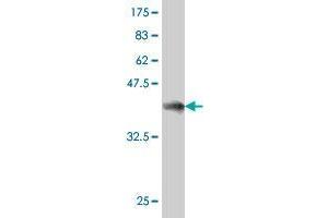 Western Blot detection against Immunogen (37 KDa) .