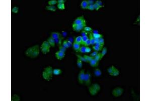 Immunofluorescent analysis of HepG2 cells using ABIN7149779 at dilution of 1:100 and Alexa Fluor 488-congugated AffiniPure Goat Anti-Rabbit IgG(H+L)