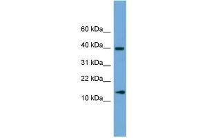 WB Suggested Anti-ATP6V1G2 Antibody Titration: 0. (ATP6V1G2 anticorps  (Middle Region))