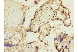 Immunohistochemistry of paraffin-embedded human placenta tissue using ABIN7168157 at dilution of 1:100 (Ribose 5-Phosphate Isomerase A (RPIA) (AA 82-311) anticorps)