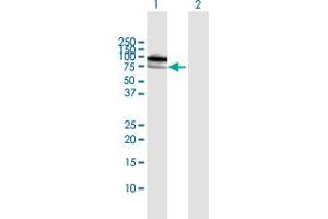 Western Blot analysis of MPP3 expression in transfected 293T cell line by MPP3 MaxPab polyclonal antibody.