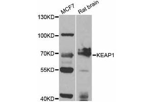 Western blot analysis of extracts of various cell lines, using KEAP1 antibody (ABIN5998062) at 1/1000 dilution. (KEAP1 anticorps)