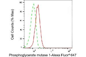 anti-phosphoglycerate Mutase 1 (Brain) (PGAM1) antibody