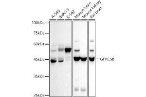 Western blot analysis of extracts of various cell lines, using GPRC5B antibody (ABIN7267316) at 1:500 dilution. (GPRC5B anticorps)