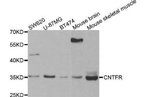Western blot analysis of extracts of various cell lines, using CNTFR antibody. (CNTF Receptor alpha anticorps  (AA 190-340))
