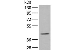 Western blot analysis of K562 cell lysate using ERGIC3 Polyclonal Antibody at dilution of 1:400 (ERGIC3 anticorps)