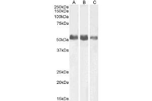 ABIN5539470 (0. (ALPL anticorps  (AA 42-53))