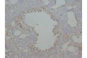 Image no. 1 for anti-Advanced Glycosylation End Product-Specific Receptor (AGER) (N-Term) antibody (ABIN1494120)