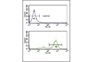 ETV6 Antibody (N-term) (ABIN652863 and ABIN2842561) flow cytometry analysis of K562 cells (bottom histogram) compared to a negative control cell (top histogram).