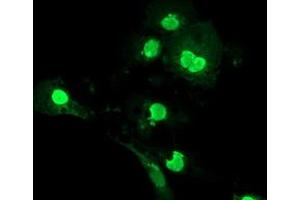 Anti-LENG1 mouse monoclonal antibody (ABIN2454706) immunofluorescent staining of COS7 cells transiently transfected by pCMV6-ENTRY LENG1 (RC204931). (Leng1 anticorps)