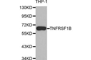 Western blot analysis of extracts of THP-1 cells, using TNFRSF1B antibody (ABIN5970147) at 1/1000 dilution. (TNFRSF1B anticorps)