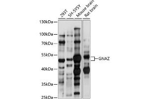 Western blot analysis of extracts of various cell lines, using GNAZ antibody (ABIN7267540) at 1:1000 dilution.