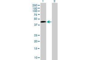 Western Blot analysis of SAV1 expression in transfected 293T cell line by SAV1 MaxPab polyclonal antibody. (SAV1 anticorps  (AA 1-383))