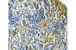 Immunohistochemistry of paraffin-embedded Mouse spleen using GLRX Polyclonal Antibody at dilution of 1:200 (40x lens).