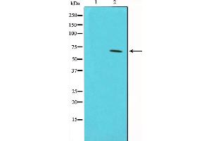 Western blot analysis on HeLa cell lysate using Phospho-CDC25A(Ser75) Antibody.
