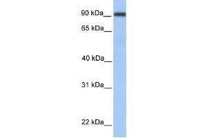 Western Blotting (WB) image for anti-Membrane Metallo-Endopeptidase-Like 1 (MMEL1) antibody (ABIN2459369) (MMEL1 anticorps)