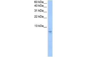 Septin 6 antibody used at 0. (Septin 6 anticorps  (N-Term))