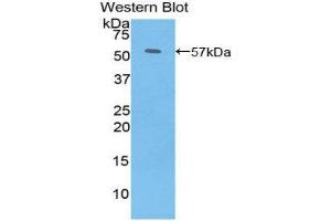 Western Blotting (WB) image for anti-PDGF-BB Homodimer (AA 5-225) antibody (ABIN1860156) (PDGF-BB Homodimer (AA 5-225) anticorps)