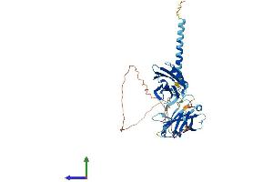 AlphaFold protein structure predicition of Mouse Recombinant Syt11 Protein, UniprotID Q9R0N3