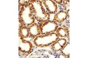 Immunohistochemical analysis of paraffin-embedded H.