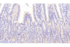 Detection of CD163 in Mouse Small intestine Tissue using Polyclonal Antibody to Cluster Of Differentiation (CD163) (CD163 anticorps  (AA 697-972))