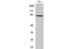 Western Blotting (WB) image for anti-Zinc Finger Protein 225 (ZNF225) (C-Term) antibody (ABIN3187544) (ZNF225 anticorps  (C-Term))