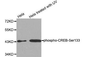 Western Blotting (WB) image for anti-cAMP Responsive Element Binding Protein 1 (CREB1) (pSer133) antibody (ABIN3020163) (CREB1 anticorps  (pSer133))