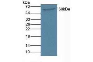 Western blot analysis of Mouse Pancreas Tissue. (PAOX anticorps  (AA 130-356))