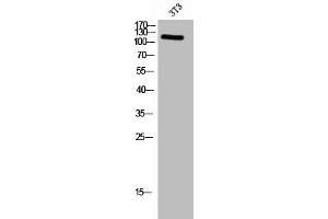Western Blot analysis of 3T3 cells using Phospho-FAK (Y576) Polyclonal Antibody (FAK anticorps  (pTyr576))
