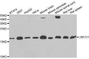 Western blot analysis of extracts of various cell lines, using UBE2V1 antibody (ABIN5973735) at 1/1000 dilution. (UBE2V1 anticorps)