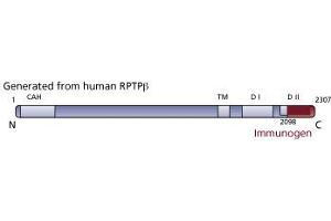 Image no. 1 for anti-Protein tyrosine Phosphatase, Receptor-Type, Z Polypeptide 1 (PTPRZ1) (AA 2098-2307) antibody (ABIN967799) (PTPRZ1 anticorps  (AA 2098-2307))
