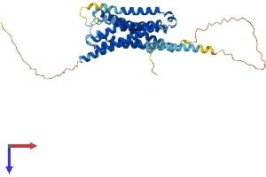AlphaFold protein structure predicition of Human Recombinant HTR1D Protein, UniprotID P28221