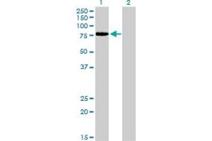 Western Blot analysis of TCF12 expression in transfected 293T cell line by TCF12 monoclonal antibody (M01), clone 2E9.