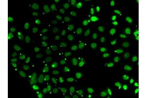 Immunofluorescence analysis of A549 cell using SUB1 antibody. (SUB1 anticorps)