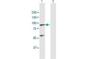 Western Blot analysis of C1R expression in transfected 293T cell line by C1R MaxPab polyclonal antibody. (C1R anticorps  (AA 1-705))