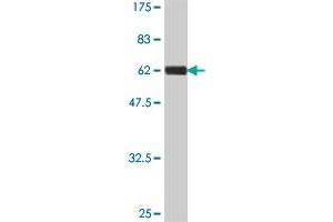 Western Blot detection against Immunogen (55.