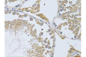 Immunohistochemistry of paraffin-embedded rat testis using ATG13 antibody.