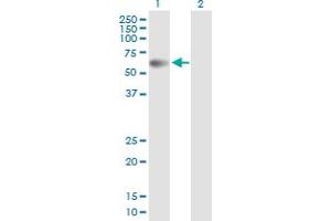 Western Blot analysis of PPM1B expression in transfected 293T cell line by PPM1B MaxPab polyclonal antibody.