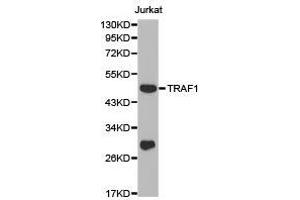 Western Blotting (WB) image for anti-TNF Receptor-Associated Factor 1 (TRAF1) antibody (ABIN1875190) (TRAF1 anticorps)
