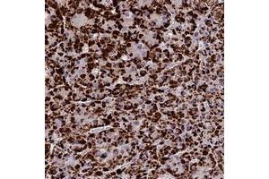 Immunohistochemical staining of human adrenal gland with GLRA4 polyclonal antibody  shows strong cytoplasmic positivity in glandular cells at 1:50-1:200 dilution. (GLRA4 anticorps)
