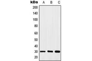 Western blot analysis of HOXA11/D11 expression in HEK293T (A), HeLa (B), K562 (C) whole cell lysates. (HOXA11/D11 anticorps  (C-Term))