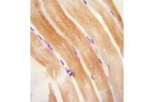 Immunohistochemistry analysis in formalin fixed and paraffin embedded human skeletal muscle reacted with FNIP2 Antibody (C-term) followed by peroxidase conjugation of the secondary antibody and DAB staining. (FNIP2 anticorps  (C-Term))